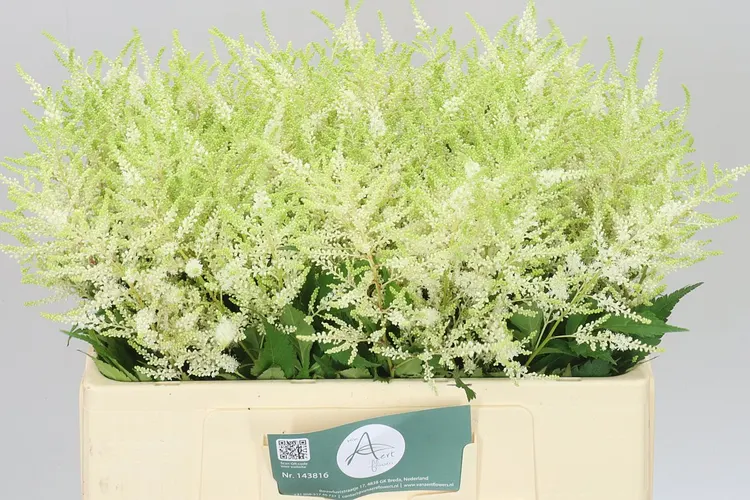 Astilbe Washingthon 60 cm