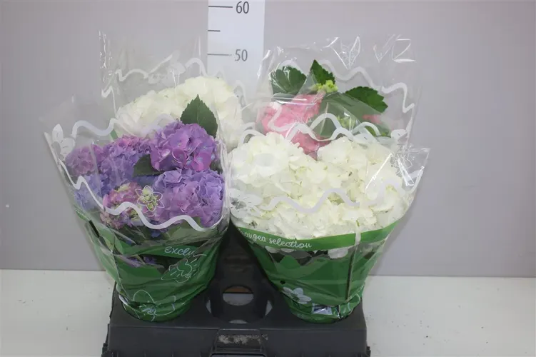 Hortenzia črepníková mix 6+ črepník 14 cm
