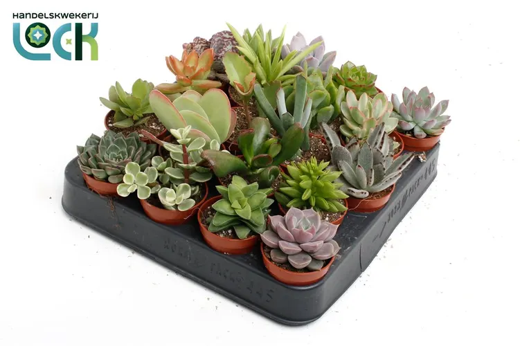 Succulenten Gemengd črepník 5,5 cm