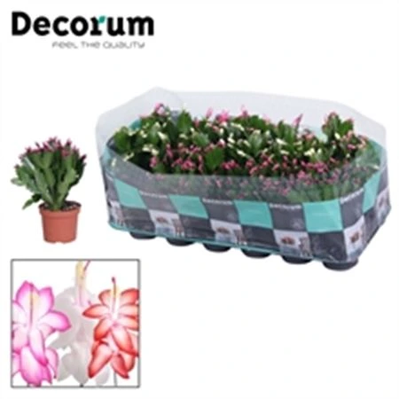 Schlumbergera mix črepník 9 cm