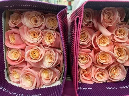 Rosa Gr Ec Miss Piggy 40 cm