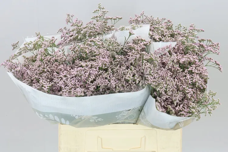 Limónium Saf Oshi Pink 60 cm