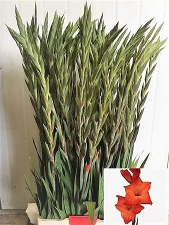 Glad Live Oak 120 cm