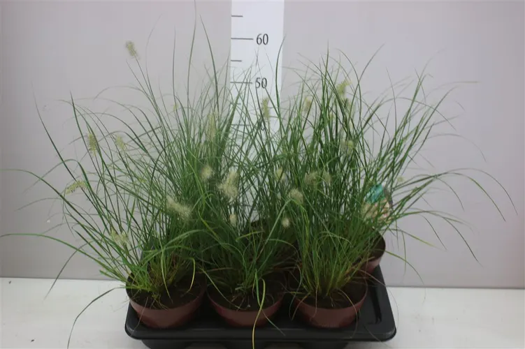 Pennisetum Alop Little Bunny črepník 17 cm