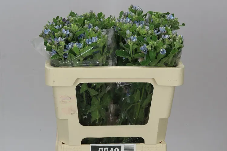 Oxypetalum Coeruleum 50 cm