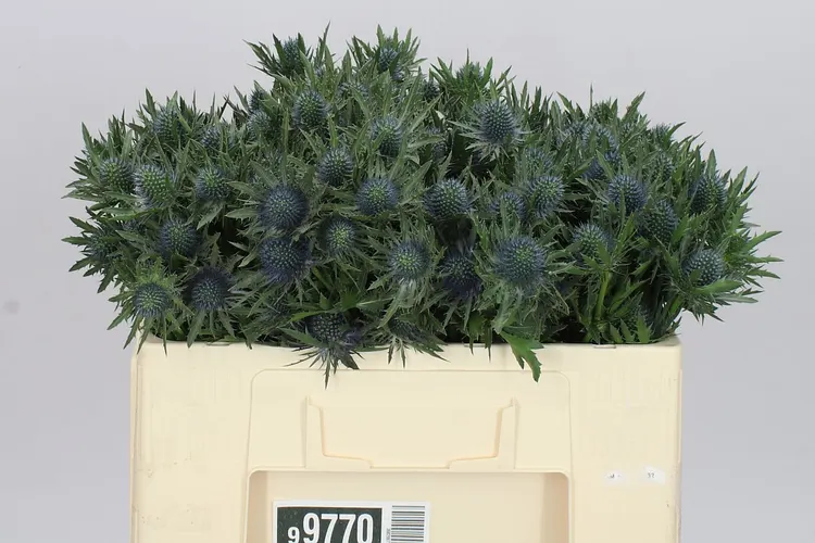 Eryngium Aqua 50 cm