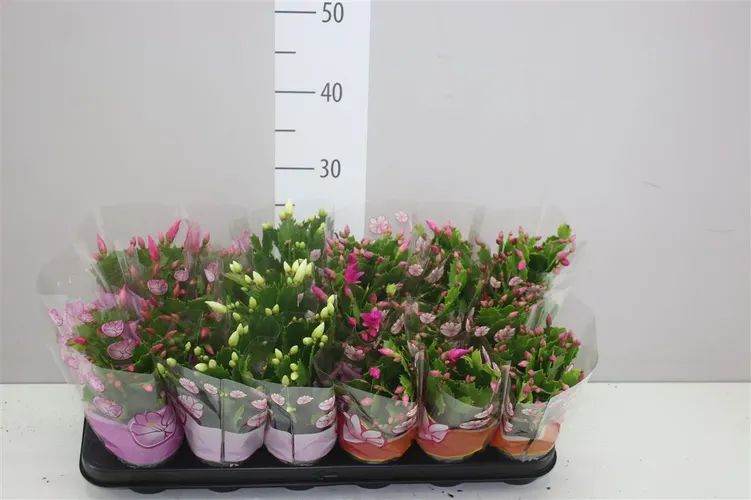 Schlumbergera mix črepník 9 cm