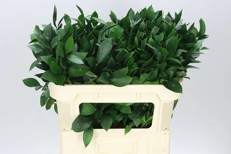 Ruscus Groot 70 cm