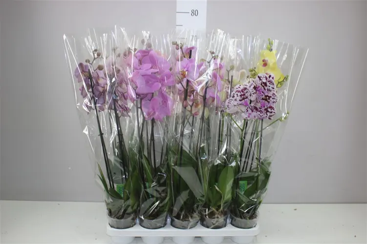 Orchidea Phalaenopsis mix 18+, 2 výhony črepník 12 cm