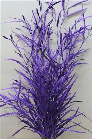 Grevilea Purple 80 cm