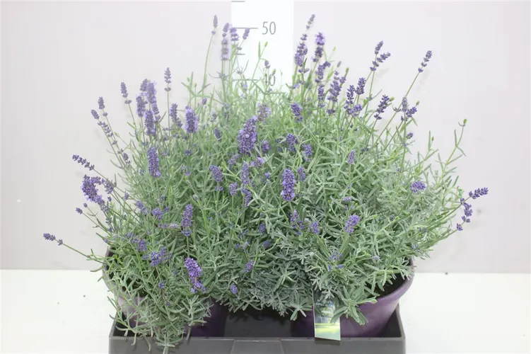 Lavendula An Essence Purple črepník 23 cm