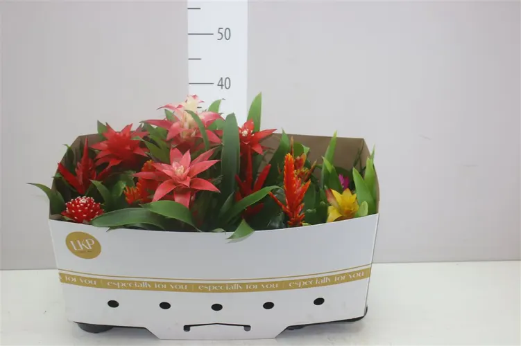 Brómelia mix črepník 10,5 cm
