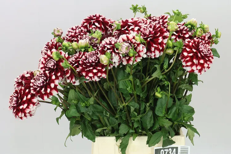 Dahlia Checkers 50 cm