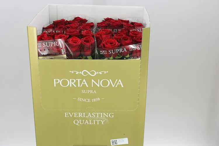 Rosa Gr Red Naomi Supra 70 cm