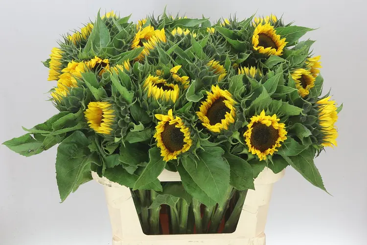 Helianthus Sunrich Orange 80 cm