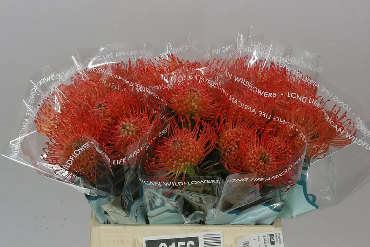 Leucospermum Succession 40 cm