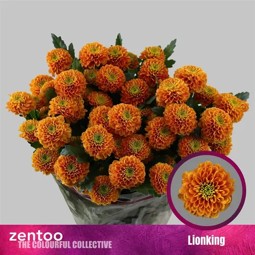 Chr T Lionking 70 cm