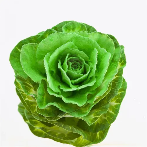 Brassica Powdered Green Glitter 60 cm