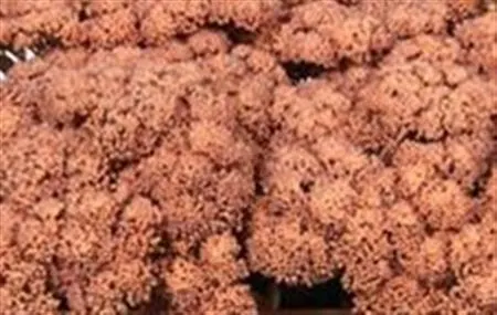 Sedum Painted Apricot 55 cm