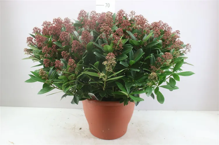 Skimmia Jap. Rubella 100+ Xl črepník 35 cm