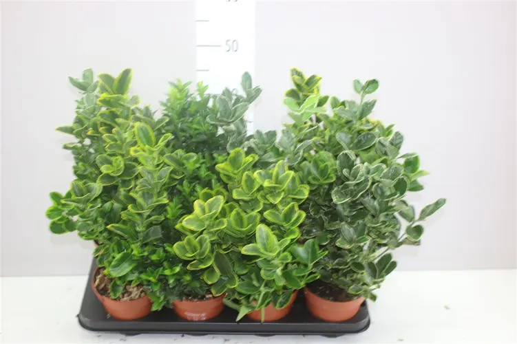 Euonymus Jap Gemengd črepník 13 cm