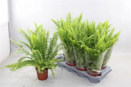 Nephrolepis Ex Green Lady črepník 12 cm