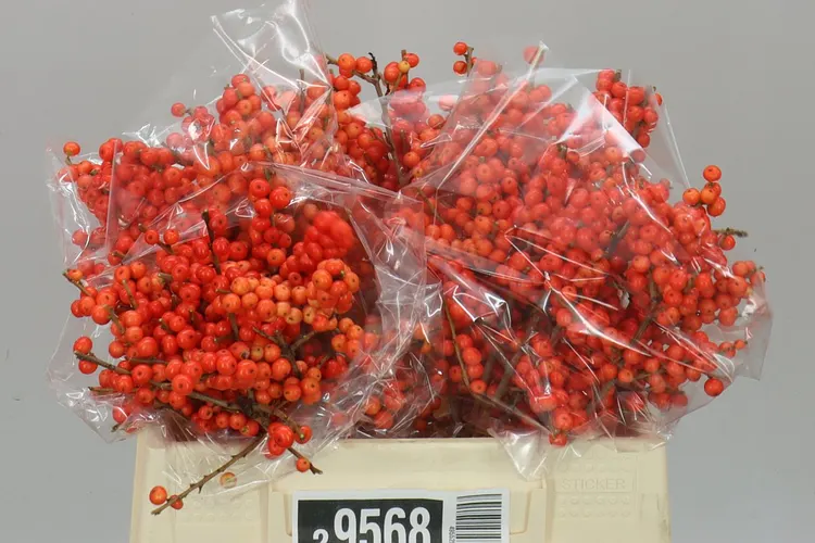 Ilex Magical Times 35 cm