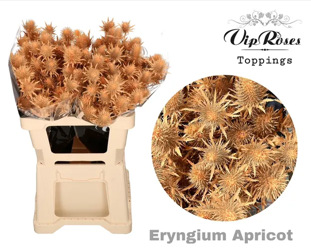 Eryngium Supernova Apricot 60cm 60 cm