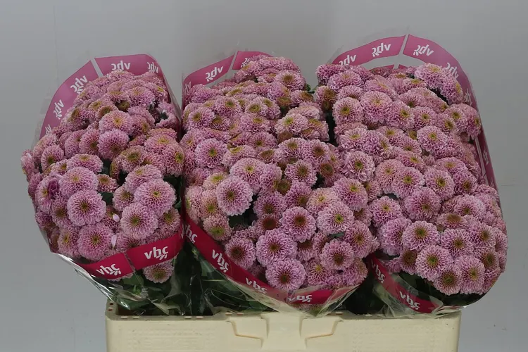 Chryzantéma santini Doria Pink 55 cm