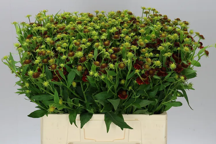 Helenium Red King 60 cm