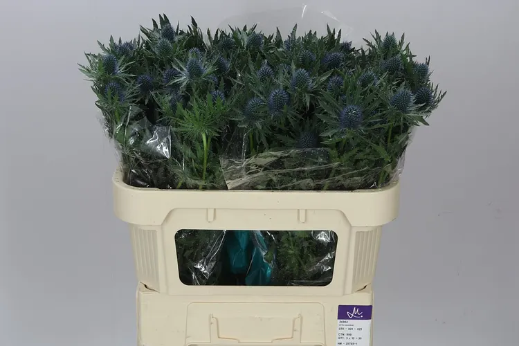 Eryngium Aqua 70 cm