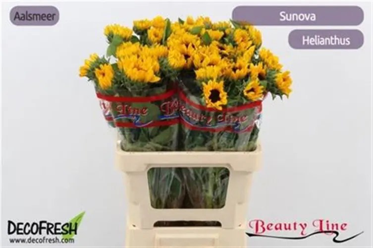 Slnečnica Sunova 55 cm