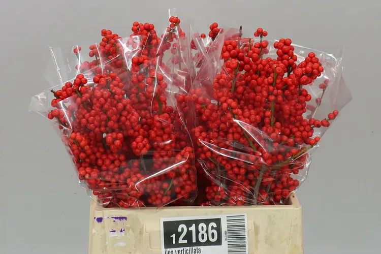 Ilex Verticillata 40 cm