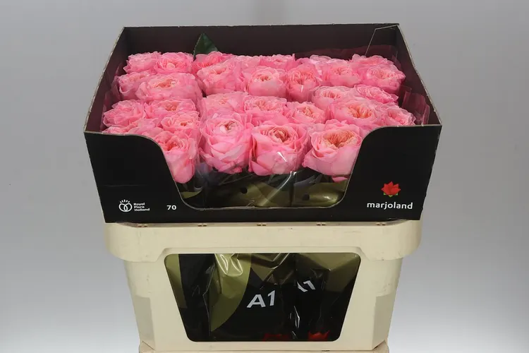Rosa Gar Mayfield! 70 cm