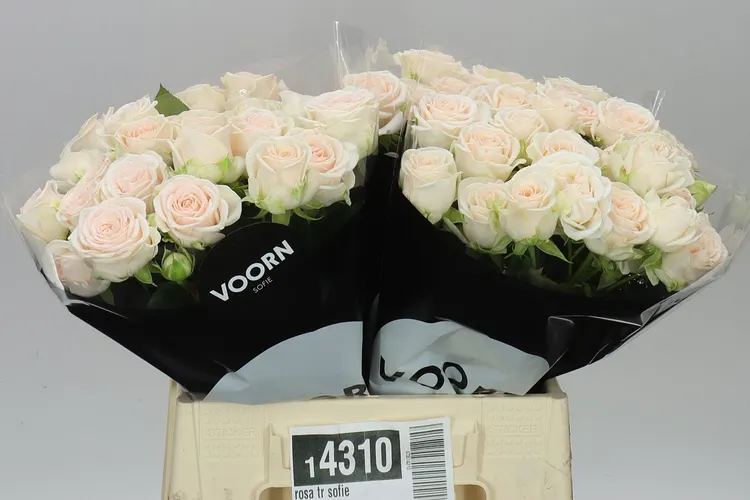 Rosa Tr Sofie 40 cm