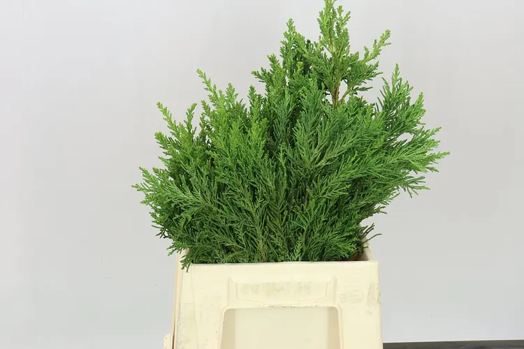 Cyprušteka tupolistá Gloriosa 1,5 kg 50 cm