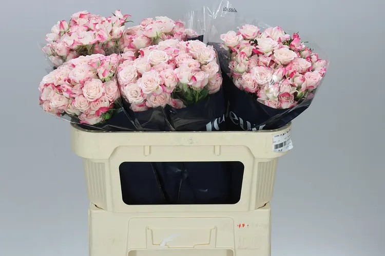 Rosa Tr Reflex 2/4 70 cm