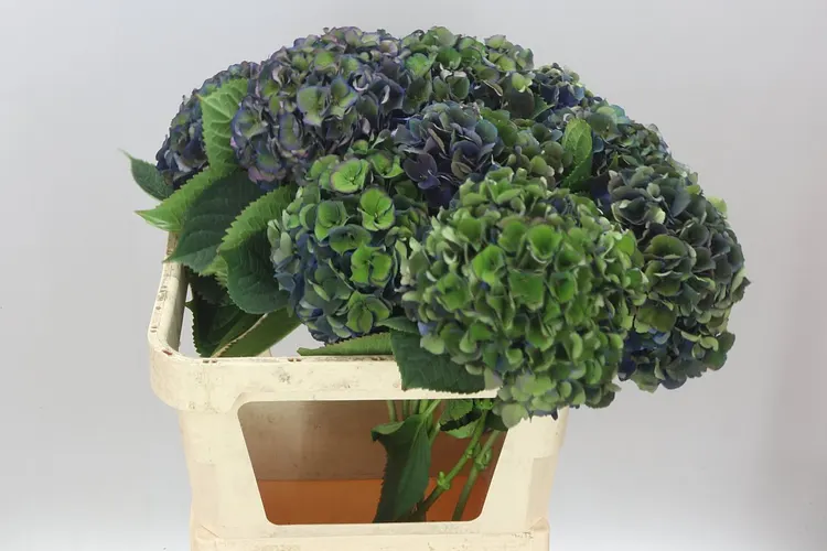 Hortenzia King Classic 80 cm