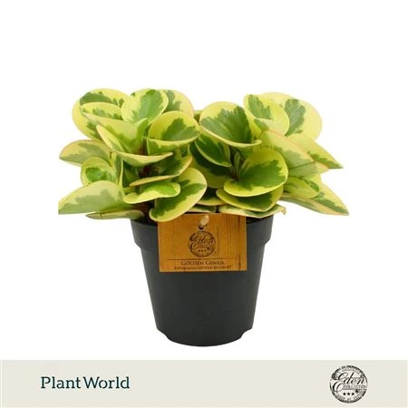 Peperomia Obtipan Bicolor 12cm črepník 12 cm