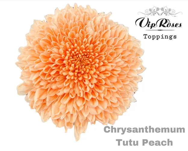 Chryzantéma veľkokvetá Tutu Peach 70 cm