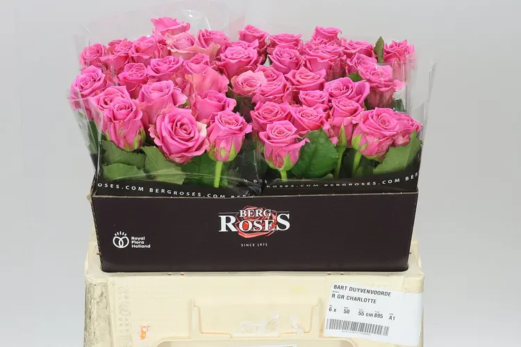 Rosa Gr Charlotte 55 cm