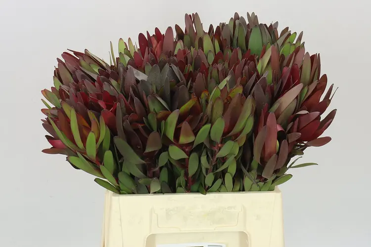 Leucadendron Safari Sunset 40 cm