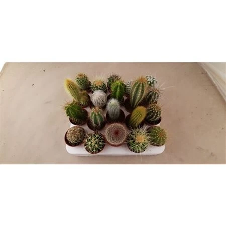 Kaktus mix črepník 5,5 cm