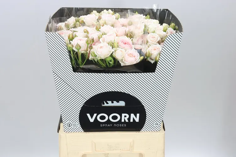 Rosa Tr Lolita 70 cm