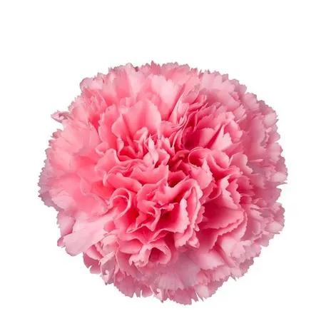 Karafiát Pink Box 55 cm
