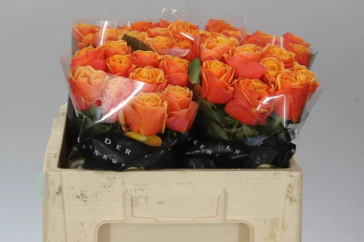 Ruža Heliane Orange 50 cm