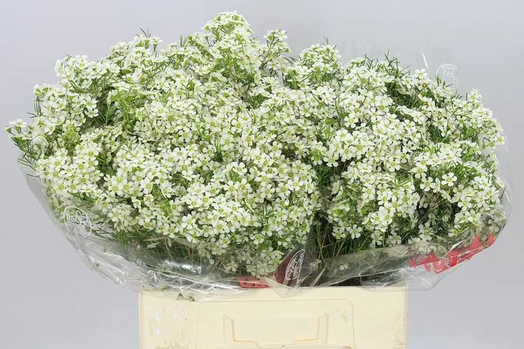 Voskovka Ofir 60 cm