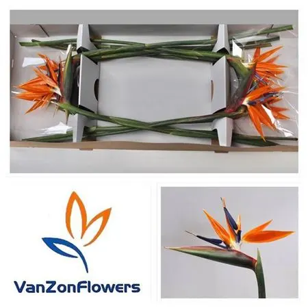 Strelície (Strelitzia)