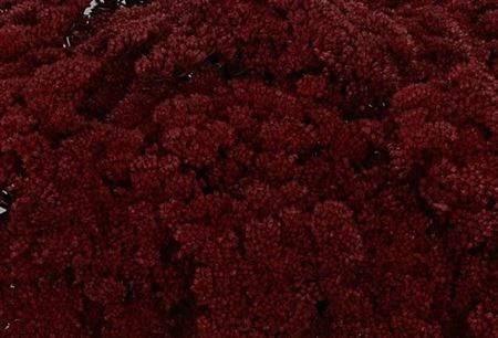 Sedum farbené Bordeaux 55 cm