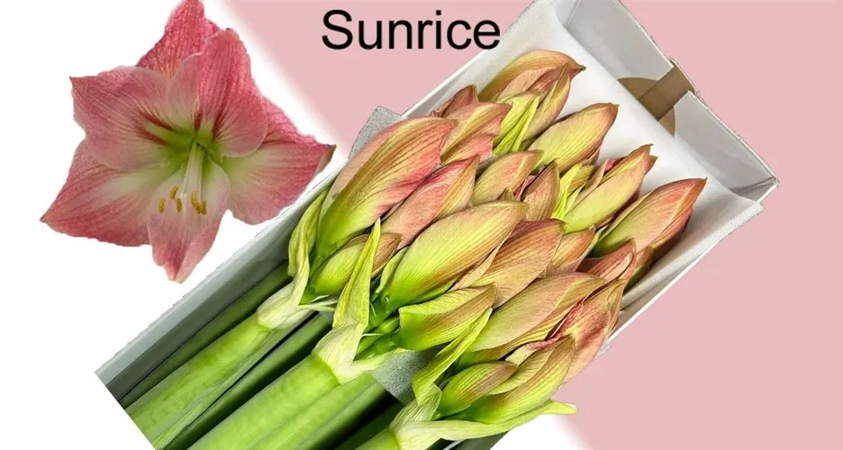 Amarylis Sunrise 75 cm